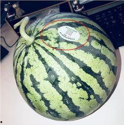 舒城网红吃瓜,揭秘网络红人的幕后故事