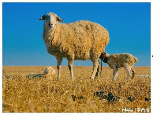 羊了个羊最新爆料,揭秘游戏背后的秘密与未来走向