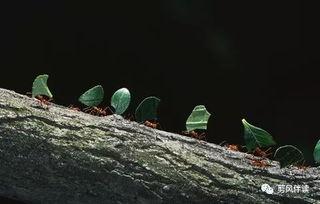 网红小蚂蚁吃瓜,揭秘娱乐圈幕后真相