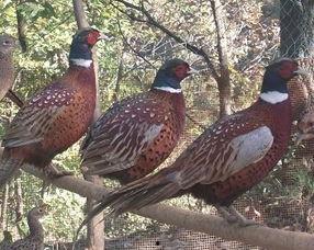 爆料东莞山鸡视频,揭秘背后真相与争议