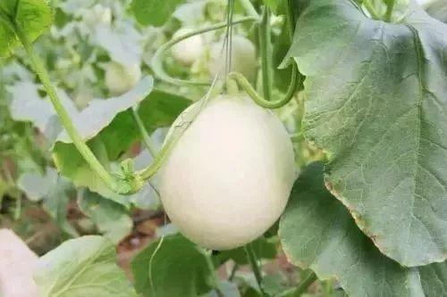 仙桃网红吃瓜事件,一场网络舆论的发酵与反思